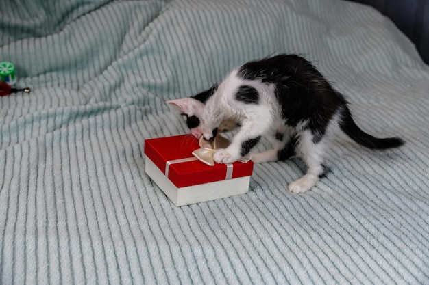 Kleines schwarz-weißes Kätzchen und Geschenkbox auf einem Bett