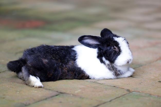 Kleines schwarz-weißes Kaninchen, das auf dem mit Ziegeln bedeckten Boden liegt.