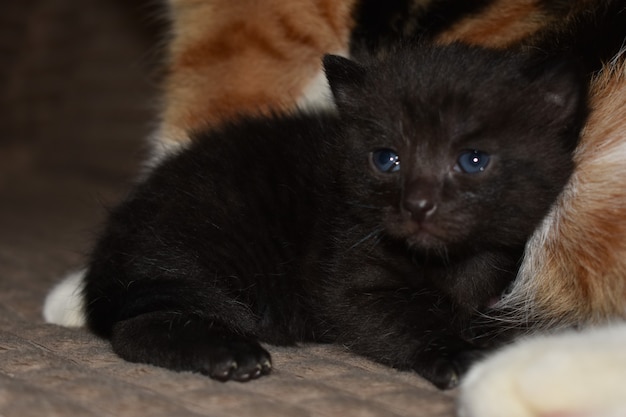 Kleines schwarzes flauschiges Kätzchen mit blauen Augen