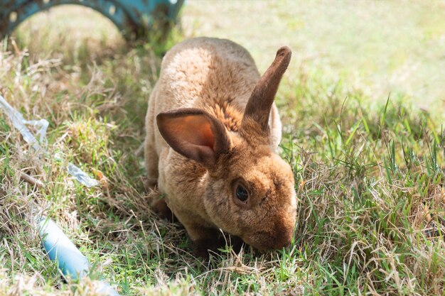 Kleines shaggy braunes Kaninchen auf Gras