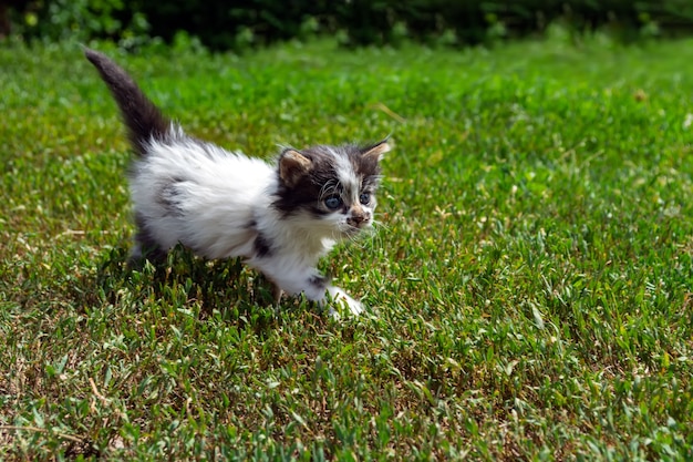Kleines streunendes Kätzchen, das auf dem Gras spielt