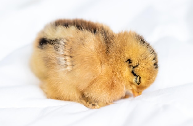 kleines süßes entzückendes kleines babyhuhn schläft auf weißer decke, coverlet.little hen baby sleep