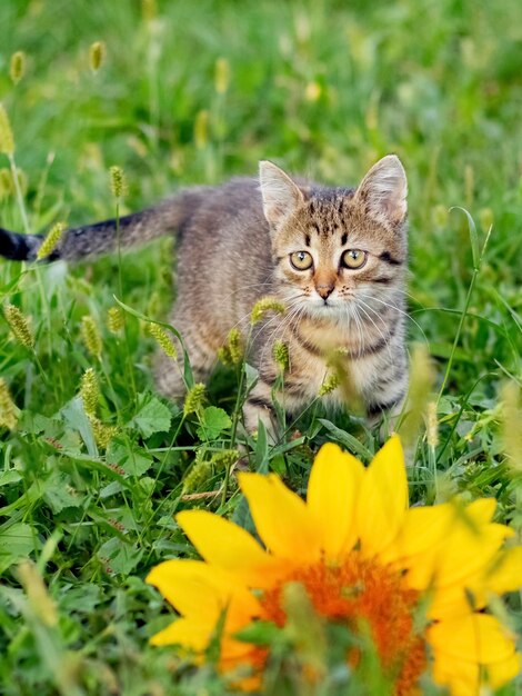 Kleines süßes gestreiftes Kätzchen im Garten in der Nähe der Sonnenblume