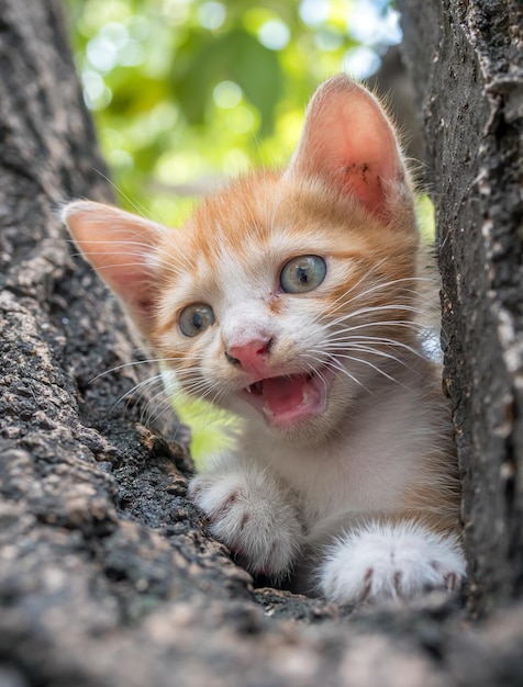 Kleines süßes goldbraunes Kätzchen, das auf Baum im Garten im Freien weint, selektiver Fokus auf sein Auge