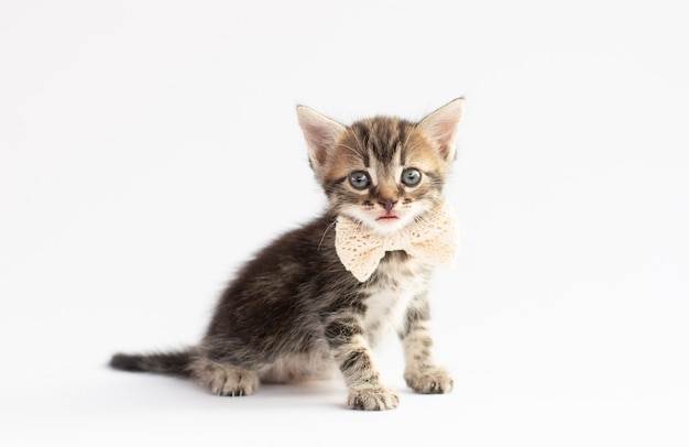 Kleines süßes grau-weißes verspieltes Kätzchen, das mit einer weißen Schleife um den Hals auf weißem oder grauem Hintergrund sitzt: Geschenk an, Platz für Text, weicher Fokus