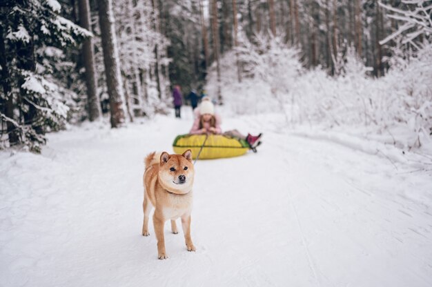 Kleines süßes Mädchen in rosa warmer Oberbekleidung, die Spaß mit rotem shiba inu Hund reitet aufblasbarer Schneeschlauch im schneeweißen kalten Winter draußen