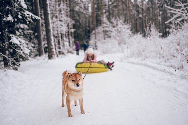 Kleines süßes Mädchen in rosa warmer Oberbekleidung, die Spaß mit rotem shiba inu Hund reitet aufblasbarer Schneeschlauch im schneeweißen kalten Winter draußen