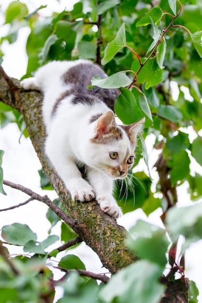 Kleines süßes weißes Kätzchen auf einem Baum zwischen grünen Blättern im Sommer