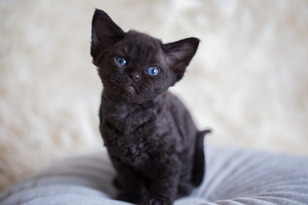 kleines Tabby Devon Rex Kätzchen sitzt auf einem Kissen