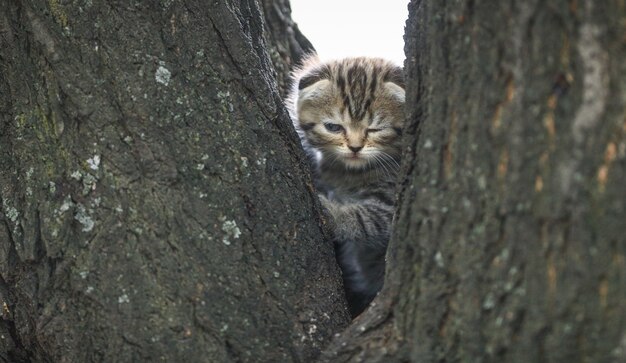 kleines Tabbykätzchen auf dem Baum