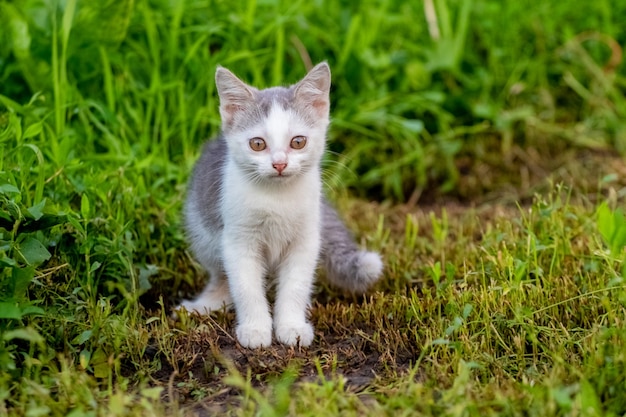 Kleines weiß geflecktes Kätzchen im Garten auf dem gemähten Gras