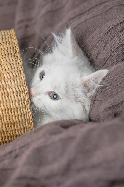 Kleines weiß gestreiftes Kätzchen, das im Korb auf Decke liegt. Konzept der niedlichen entzückenden Haustierkatze