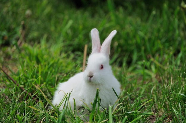 Kleines weißes Kaninchen auf grünem Gras am Sommertag