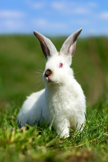 Kleines weißes Kaninchen auf grünem Gras am Sommertag