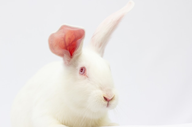 Kleines weißes Kaninchen. Isoliert auf weißem Hintergrund