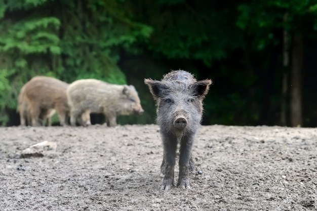 Kleines Wildschwein im Wald im Frühling