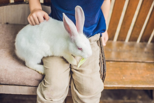 Kleinkindjunge streichelt und spielt mit Kaninchen im Streichelzoo. Konzept der Nachhaltigkeit, Liebe zur Natur, Respekt vor der Welt und Liebe zu Tieren. Ökologisch, biologisch, vegan, vegetarisch.