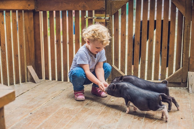 Kleinkindmädchen streichelt und füttert Schweineferkel im Streichelzoo. Konzept der Nachhaltigkeit, Liebe zur Natur, Respekt vor der Welt und Liebe zu Tieren. Ökologisch, biologisch, vegan, vegetarisch.