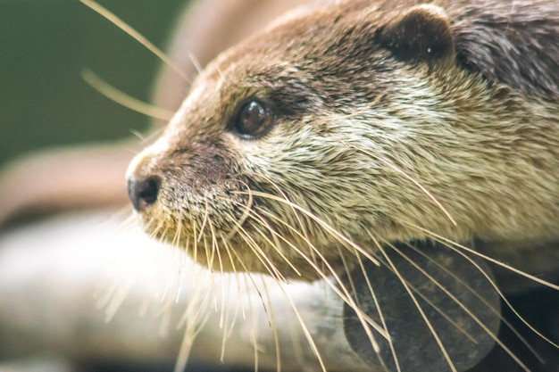 Kleinkrallenotter, der auf dem Baumstamm liegt