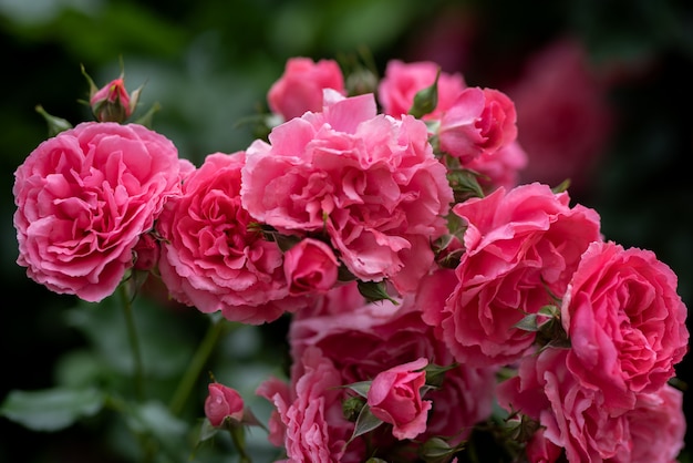 Klettern Rosenbusch Blumen auf gewölbten Zweigen