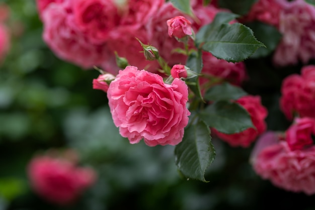 Klettern Rosenbusch Blumen auf gewölbten Zweigen