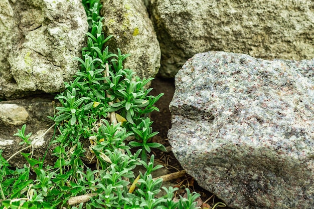 Kletterpflanze Cerastium tomentosum auf den Steinen Dekorative Gartenarbeit für den Alpenhügel