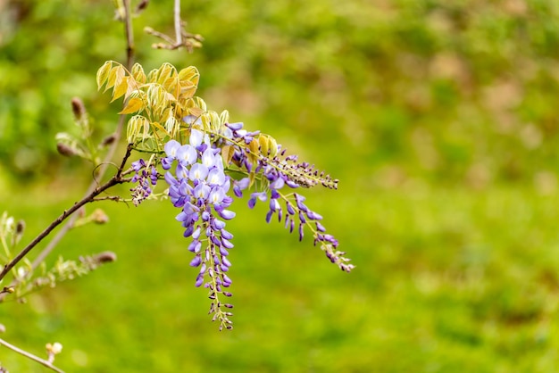 Kletterpflanze schöne lila Wisteria-Blume selektiver Fokus