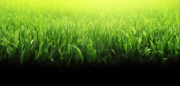 Klingen aus leuchtend grünem Gras hautnah auf einem sonnenbeschienenen Rasen Generative KI-Illustration mit Kopierbereich