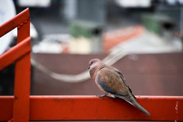 Klintukh lat Columba oenas pomba O pássaro senta-se no corrimão de metal das escadas no telhado da casa