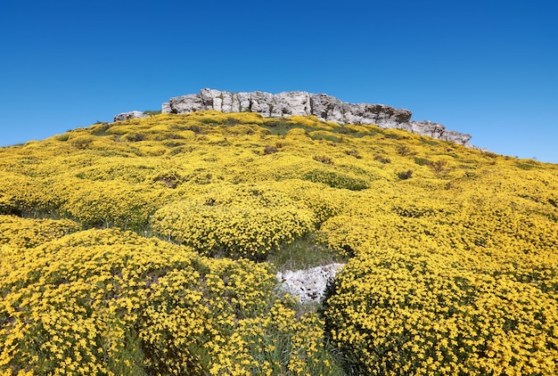 Klippe aus gelben Blumen