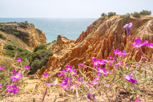 Foto klippen und natur im frühling in der nähe von benagil, portugal