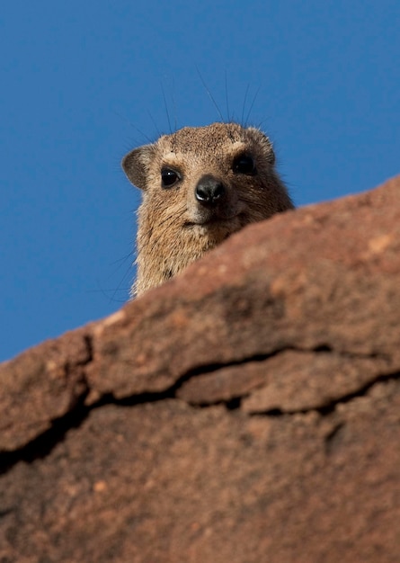 Klippschliefer Procavia capensis Namibia