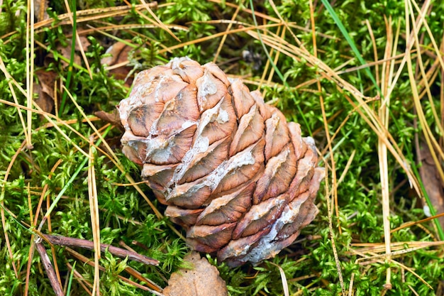 Klumpen der sibirischen Zeder im Wald.