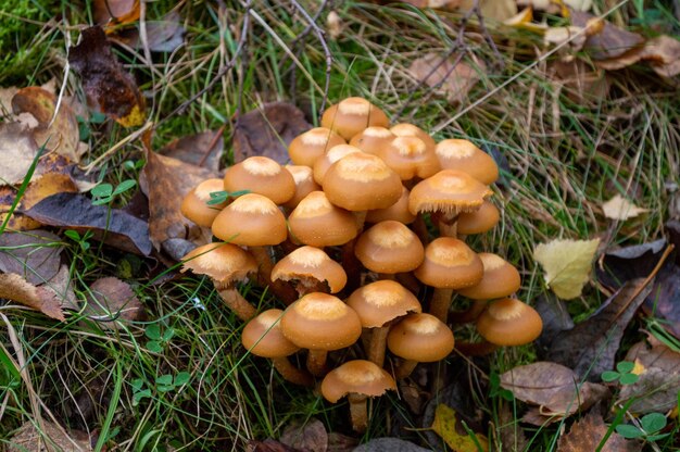 Foto klumpen von kleinen braunen pilzen