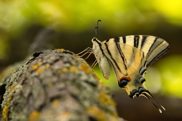 Knapper Schwalbenschwanz oder Iphiclides podalirius segeln auch oder Birnenschwalbenschwanz