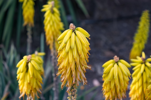 Kniphofia amarelo red hot poker flores em um jardim