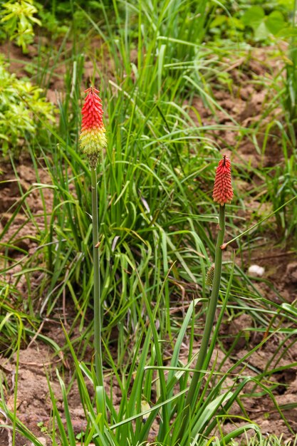 Kniphofia uvaria también conocida como tritomea, antorcha lily o flor de póquer al rojo vivo en el jardín