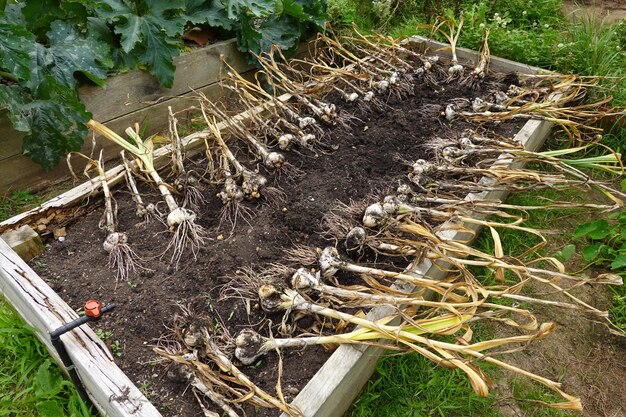 Knoblauch im Hinterhof anbauen, Knoblauf im Garten ernten, Elefantenknoblauch oder Chilote