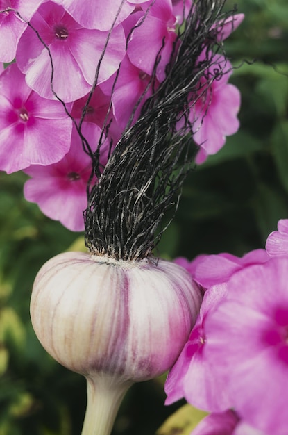 Knoblauch in Form eines menschlichen Kopfes mit langen Haaren Modische stylische Frisur Konzept für Werbebanner von Friseursalons oder trendige gesunde Lebensmittel