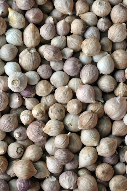 Knoblauch ist leicht anzubauen und kann in milden Klimazonen ganzjährig angebaut werden.