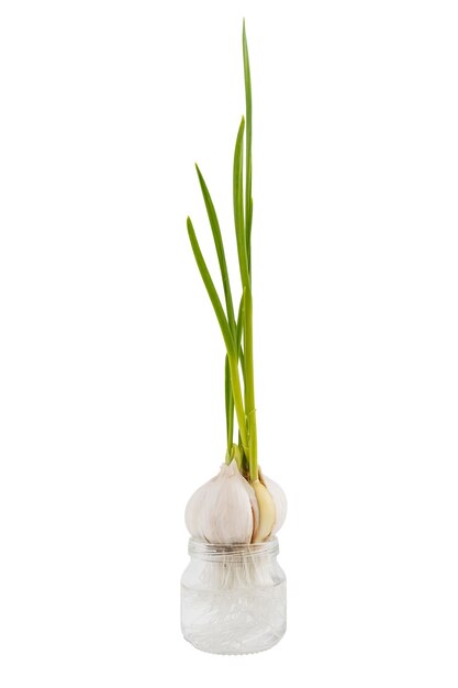 Knoblauch keimte in einem Glas mit Wasser Gesundes Essen