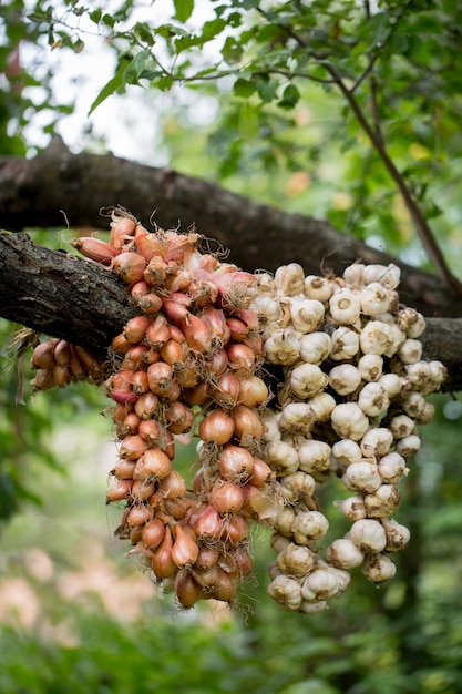 Knoblauch und Zwiebeln auf dem Baum trocknen