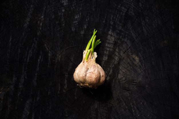 Knoblauchkopf mit grünen Sprossen