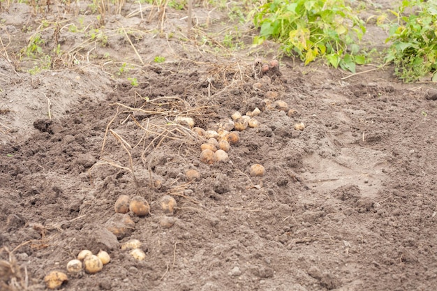 Knollen ausgegrabener Kartoffeln liegen auf dem Boden