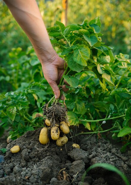 Knollen von neuen KartoffelnErnte Ein Mann gräbt Kartoffeln mit einer Schaufel Reihen von Gemüsebeeten, die mit Kartoffeln in einem ländlichen Garten bepflanzt sind