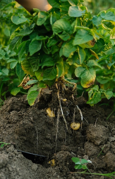 Knollen von neuen KartoffelnErnte Ein Mann gräbt Kartoffeln mit einer Schaufel Reihen von Gemüsebeeten, die mit Kartoffeln in einem ländlichen Garten bepflanzt sind
