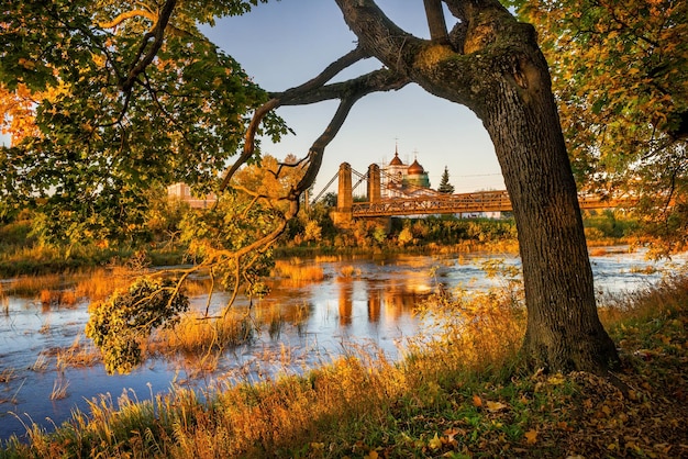 Knorriger Baumstamm vor dem Tempel am Ufer des Flusses in Ostrov in Pskow