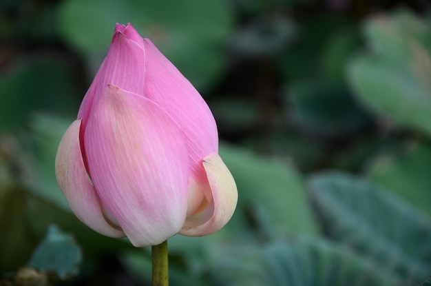 Knospe der Lotusblume in einem Teich