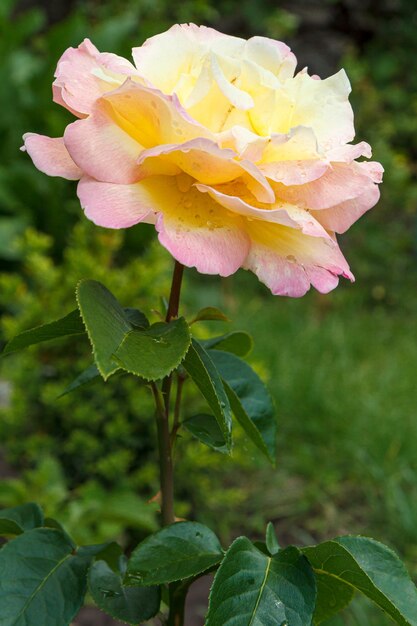 Knospe der rosa Rose mit unscharfem grünem natürlichem Hintergrund