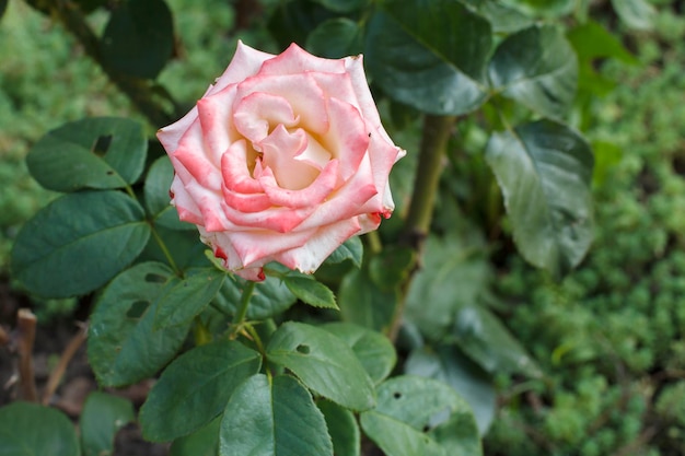 Knospe der rosa Rose mit unscharfem grünem natürlichem Hintergrund